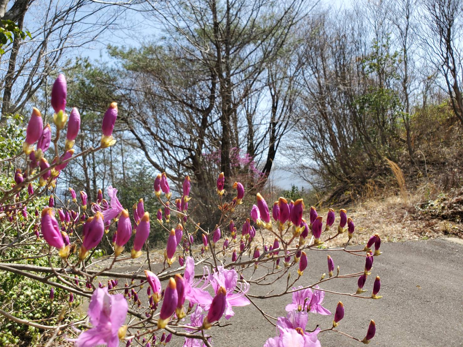 4月のお花