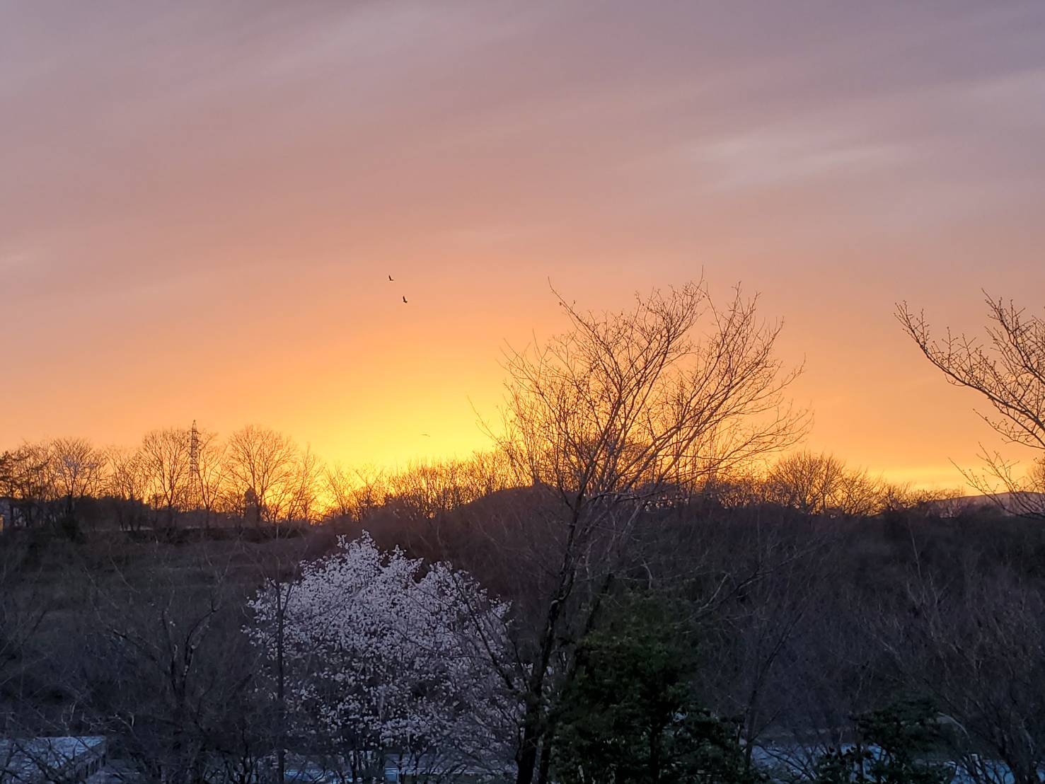 ３月28日の桜と夕焼け